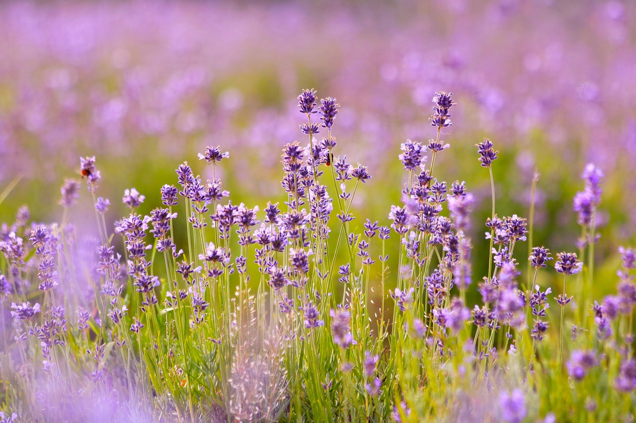 How to Grow Lavender for Scent and Beauty